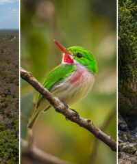 Collage aus Küstenlandschaft, farbenprächtigem Vogel und Wasserfall als Symbol für die Biosphärenreservate der Dominikanischen Republik