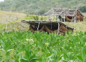 Tabakanbau bei Villa Gonzales